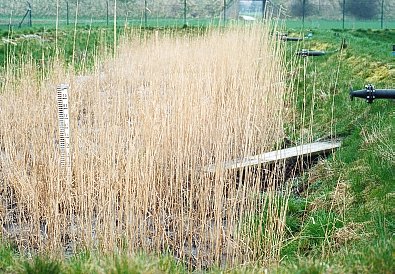 Kl&auml;rschlammvererdungsbeet