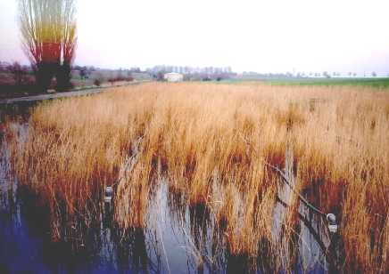 Schilfkl&auml;ranlage